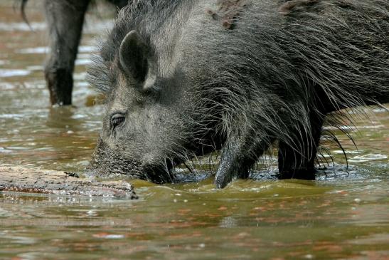 Wildschwein Wildpark Alte Fasanerie Klein Auheim 2015