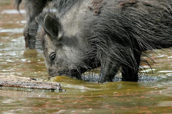 Wildschwein Wildpark Alte Fasanerie Klein Auheim 2015