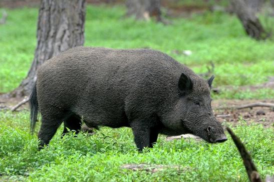 Wildschwein Wildpark Alte Fasanerie Klein Auheim 2015