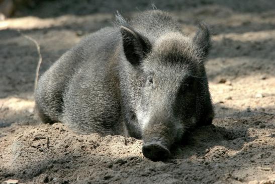 Wildschwein Wildpark Alte Fasanerie Klein Auheim 2015