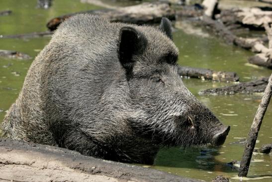 Wildschwein Wildpark Alte Fasanerie Klein Auheim 2015