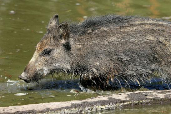 Wildschwein Frischling Wildpark Alte Fasanerie Klein Auheim 2015