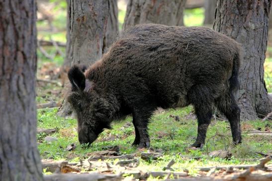 Wildschwein Wildpark Alte Fasanerie Klein Auheim 2015