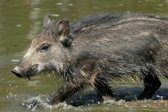 Wildschwein Frischling Wildpark Alte Fasanerie Klein Auheim 2015