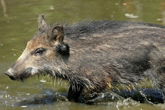 Wildschwein Frischling Wildpark Alte Fasanerie Klein Auheim 2015