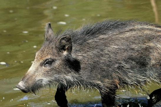 Wildschwein Frischling Wildpark Alte Fasanerie Klein Auheim 2015