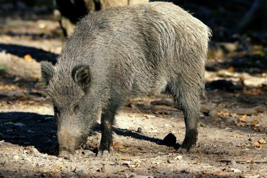 Wildschwein Alte Fasanerie Klein Auheim 2015