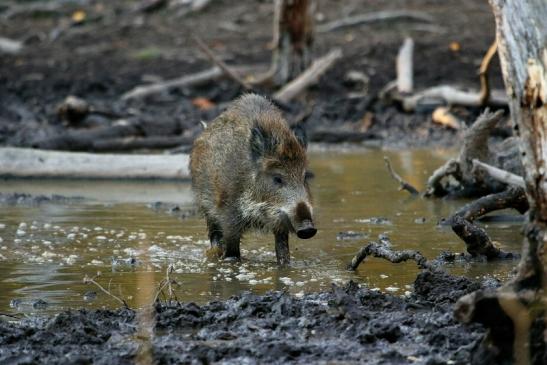 Wildschwein Alte Fasanerie Klein Auheim 2015