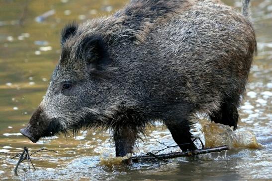 Wildschwein Alte Fasanerie Klein Auheim 2015