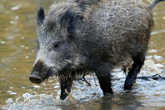 Wildschwein Alte Fasanerie Klein Auheim 2015