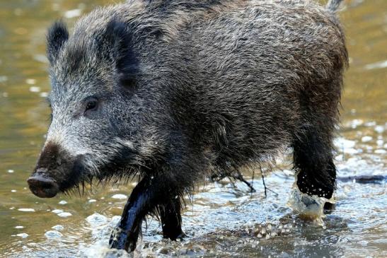 Wildschwein Alte Fasanerie Klein Auheim 2015