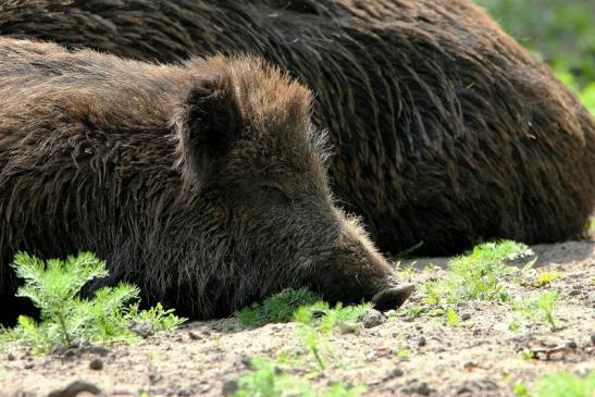 Wildschwein Wildpark Alte Fasanerie Klein Auheim 2015