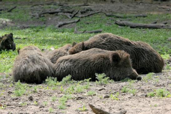 Wildschwein Wildpark Alte Fasanerie Klein Auheim 2015