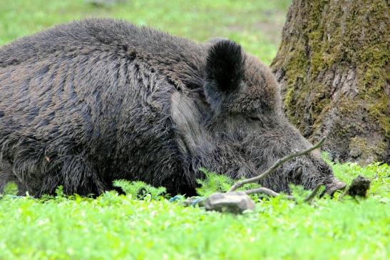 Wildschwein Wildpark Alte Fasanerie Klein Auheim 2015