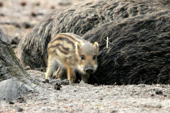 Wildschwein Frischling Wildpark Alte Fasanerie Klein Auheim 2015