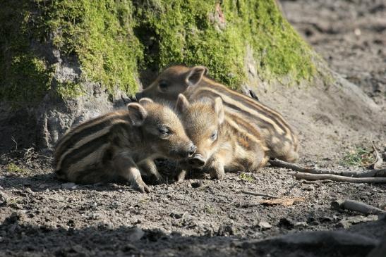 Wildschwein Frischling Wildpark Alte Fasanerie Klein Auheim 2015