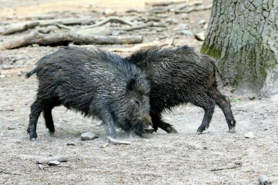 Wildschwein Wildpark Alte Fasanerie Klein Auheim 2016