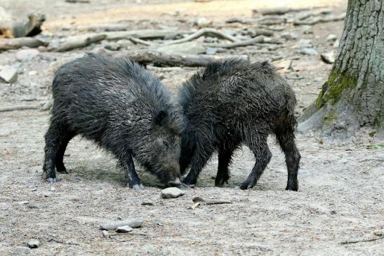 Wildschwein Wildpark Alte Fasanerie Klein Auheim 2016