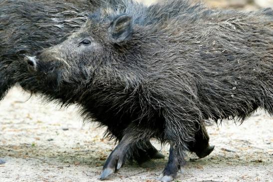 Wildschwein Wildpark Alte Fasanerie Klein Auheim 2016