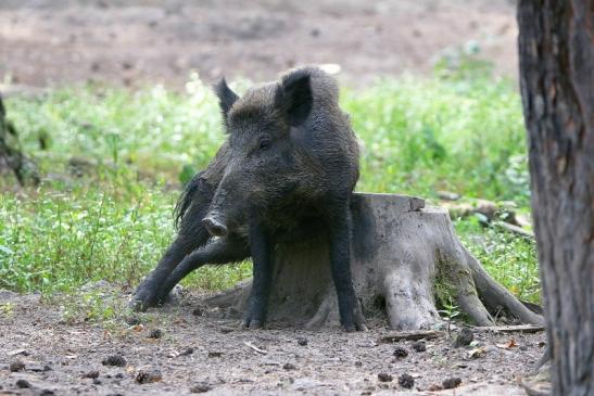 Wildschwein Wildpark Alte Fasanerie Klein Auheim 2016