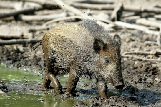 Wildschwein Frischling Wildpark Alte Fasanerie Klein Auheim 2016