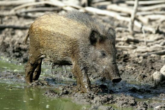 Wildschwein Frischling Wildpark Alte Fasanerie Klein Auheim 2016