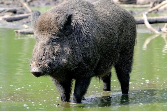 Wildschwein Wildpark Alte Fasanerie Klein Auheim 2016