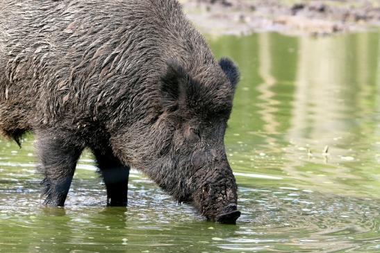 Wildschwein Wildpark Alte Fasanerie Klein Auheim 2016