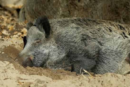 Wildschwein Wildpark Alte Fasanerie Klein Auheim 2016