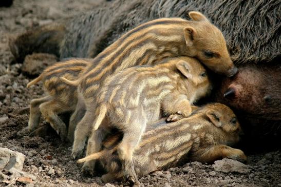 Wildschwein Frischling Wildpark Alte Fasanerie Klein Auheim 2016