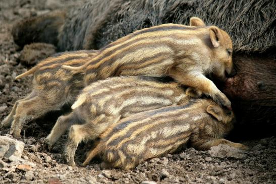 Wildschwein Frischling Wildpark Alte Fasanerie Klein Auheim 2016