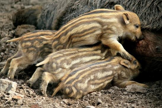 Wildschwein Frischling Wildpark Alte Fasanerie Klein Auheim 2016