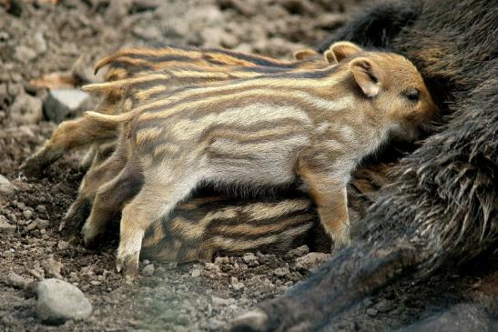 Wildschwein Frischling Wildpark Alte Fasanerie Klein Auheim 2016