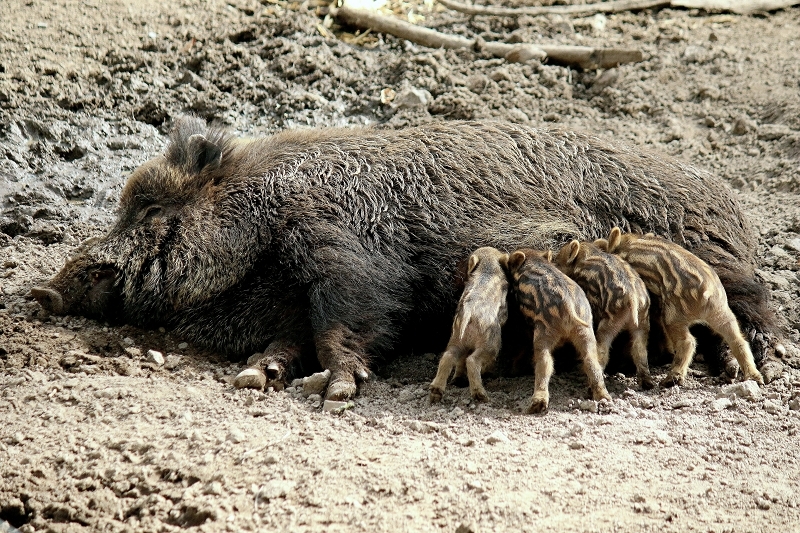Wildschwein Bache mit Frischling Wildpark Alte Fasanerie Klein Auheim 2016