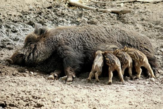 Wildschwein Bache mit Frischling Wildpark Alte Fasanerie Klein Auheim 2016