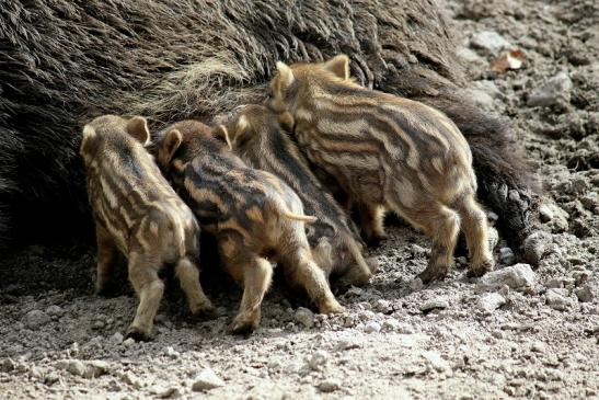 Wildschwein Bache mit Frischling Wildpark Alte Fasanerie Klein Auheim 2016