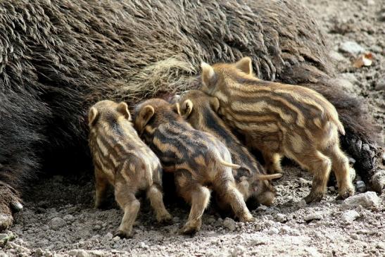 Wildschwein Bache mit Frischling Wildpark Alte Fasanerie Klein Auheim 2016