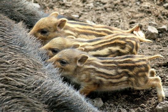 Wildschwein Bache mit Frischling Wildpark Alte Fasanerie Klein Auheim 2016