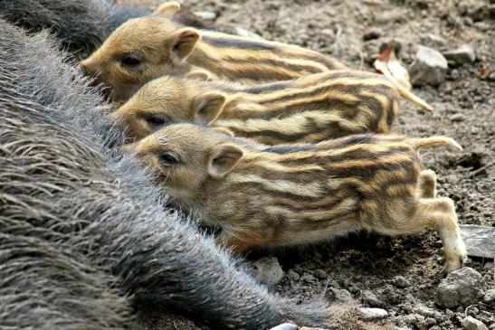 Wildschwein Bache mit Frischling Wildpark Alte Fasanerie Klein Auheim 2016