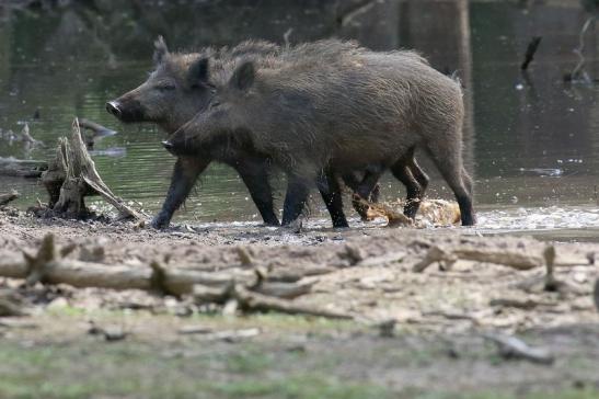 Wildschwein Wildpark Alte Fasanerie Klein Auheim 2021