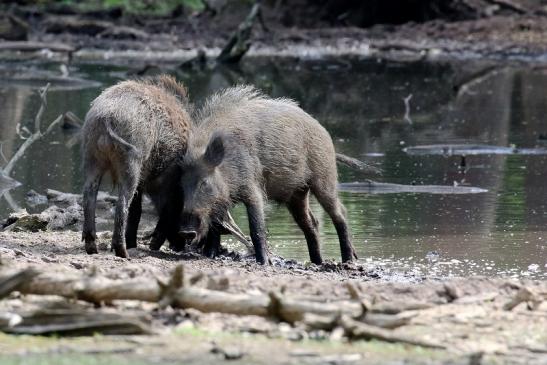 Wildschwein Wildpark Alte Fasanerie Klein Auheim 2021