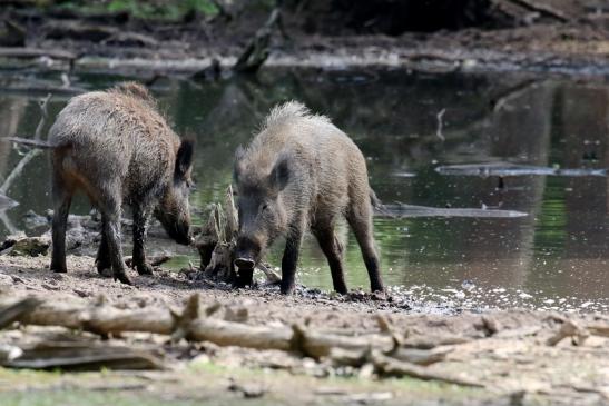 Wildschwein Wildpark Alte Fasanerie Klein Auheim 2021