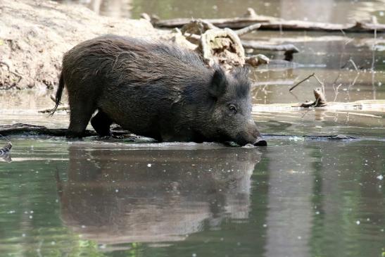 Wildschwein Wildpark Alte Fasanerie Klein Auheim 2021