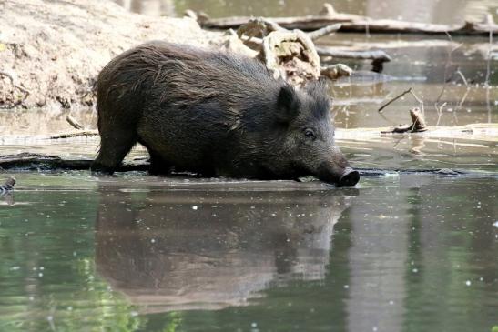 Wildschwein Wildpark Alte Fasanerie Klein Auheim 2021