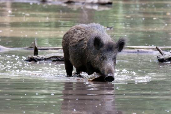 Wildschwein Alte Fasanerie Klein Auheim 2021