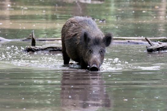 Wildschwein Wildpark Alte Fasanerie Klein Auheim 2021