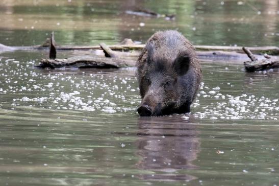 Wildschwein Wildpark Alte Fasanerie Klein Auheim 2021