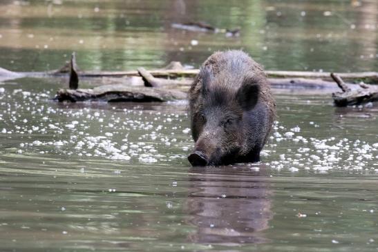 Wildschwein Wildpark Alte Fasanerie Klein Auheim 2021