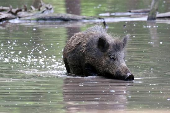 Wildschwein Wildpark Alte Fasanerie Klein Auheim 2021