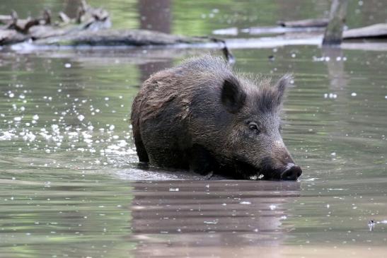 Wildschwein Wildpark Alte Fasanerie Klein Auheim 2021